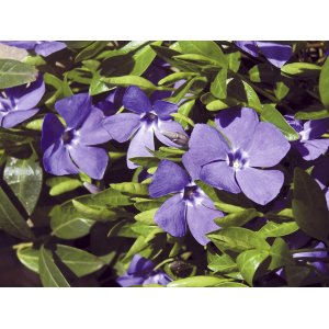 Zimozeleň menšia (Vinca Minor) kont. P9