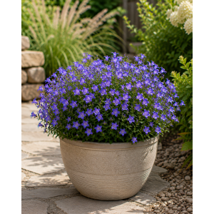Zvonček mliečny (Campanula lactiflora) ‘PRICHARD’S VARIETY’ - kont.C1,5L