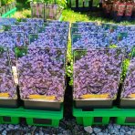 Zvonček (Campanula cochleariifolia) ´JINGLE BLUE´ - kont. C1L