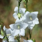 Zvonček (Campanula cochleariifolia) ´JINGLE WHITE´ - kont. C1L