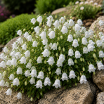 Zvonček (Campanula cochleariifolia) ´JINGLE WHITE´ - kont. C1L