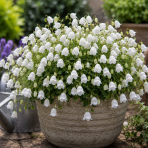 Zvonček (Campanula cochleariifolia) ´JINGLE WHITE´ - kont. C1L