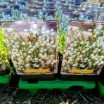 Zvonček (Campanula cochleariifolia) ´JINGLE WHITE´ - kont. C1L