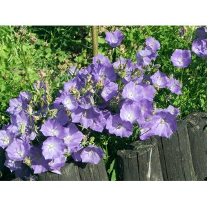 Zvonček karpatský (Campanula carpatica) ´BLUE CLIPS´ kont. P9