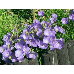 Zvonček karpatský (Campanula carpatica) ´BLUE CLIPS´, kont. P9