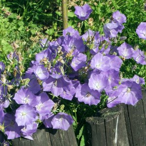 Zvonček karpatský (Campanula carpatica) ´BLUE CLIPS´, kont. P9