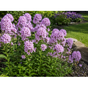 Zvonček (Campanula) ´LODDON ANNA´ - kont. C1L