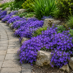 Zvonček (Campanula garganica) ´MAJOR´ - kont. C1L