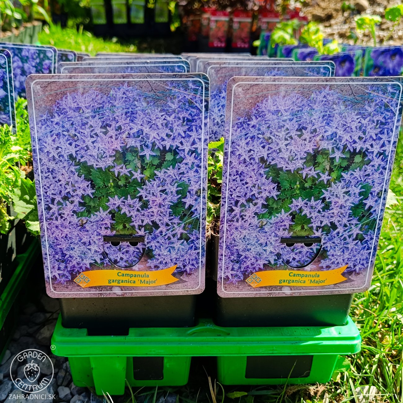 Obrázok Zvonček (Campanula garganica) ´MAJOR´ - kont. C1L