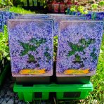 Zvonček (Campanula garganica) ´MAJOR´ - kont. C1L