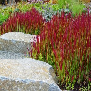 Imperáta valcovitá - Imperata cylindrica ´RED BARON´, kont.C1L