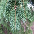 Duglaska tisolistá (Pseudotsuga menziesii) - výška 30-50 cm, kont. C2L