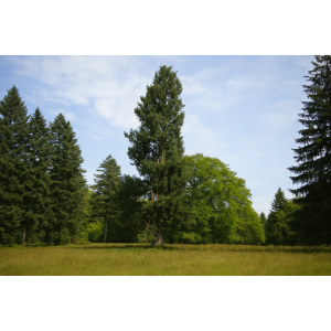 Duglaska tisolistá (Pseudotsuga menziesii) - výška 30-50 cm, kont. C2L
