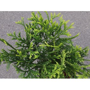 Tujovka japonská (Thujopsis dolabrata) – výška 20-30 cm, kont. C2L