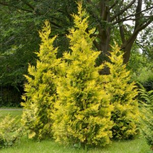 Tuja západná (Thuja occidentalis) ´GOLDEN BRABANT´ - výška 60-100 cm, kont. C5L