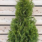 Tuja západná (Thuja occidentalis) ´SMARAGD´ - výška 70-90 cm, kont. C3L