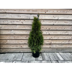 Tuja západná (Thuja occidentalis) ´SMARAGD´ - výška 120-130 cm, kont. C35/45L