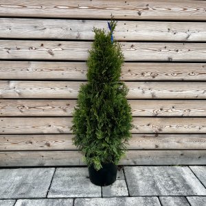 Tuja západná (Thuja occidentalis) ´SMARAGD´ - výška 70-90 cm, kont. C3L