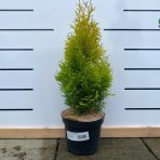 Tuja západna (Thuja occidentalis) ´SUNNY SMARAGD´® - výška 30-50 cm, kont. C3L