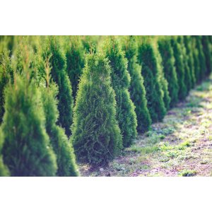Tuja západná (Thuja occidentalis) ´SMARAGD´ - výška 30-50 cm, kont. C2L