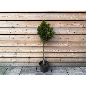 Tuja západná (Thuja occidentalis) ´SMARAGD´ - výška 100-120 cm, kont. C7.5L - GUĽA NA KMIENKU