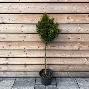 Tuja západná (Thuja occidentalis) ´SMARAGD´ - výška 100-120 cm, kont. C7.5L - GUĽA NA KMIENKU