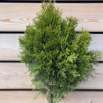 Tuja západná (Thuja occidentalis) ´SMARAGD´ - výška 100-120 cm, kont. C7.5L - GUĽA NA KMIENKU