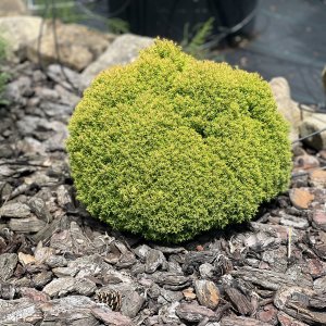 Tuja západná (Thuja occidentalis) ´ANNIEK´, výška 15-20 cm, kont. C5L