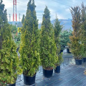 Tuja západná (Thuja occidentalis) ´GOLDEN SMARAGD´ - výška 200-250 cm, kont. C35L