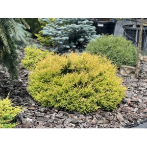 Tuja západná (Thuja occidentalis) ´RHEINGOLD´ - výška 10-15 cm, ∅ 20-30cm, kont. C2L
