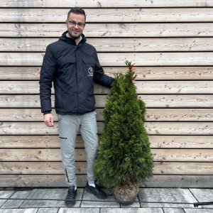 Tuja západná (Thuja occidentalis) ´SMARAGD´ - výška 100-130 cm – koreňový bal