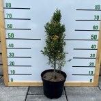 Tuja západná (Thuja occidentalis) ´STARSTRUCK´ - výška 50-80 cm, kont. C5L