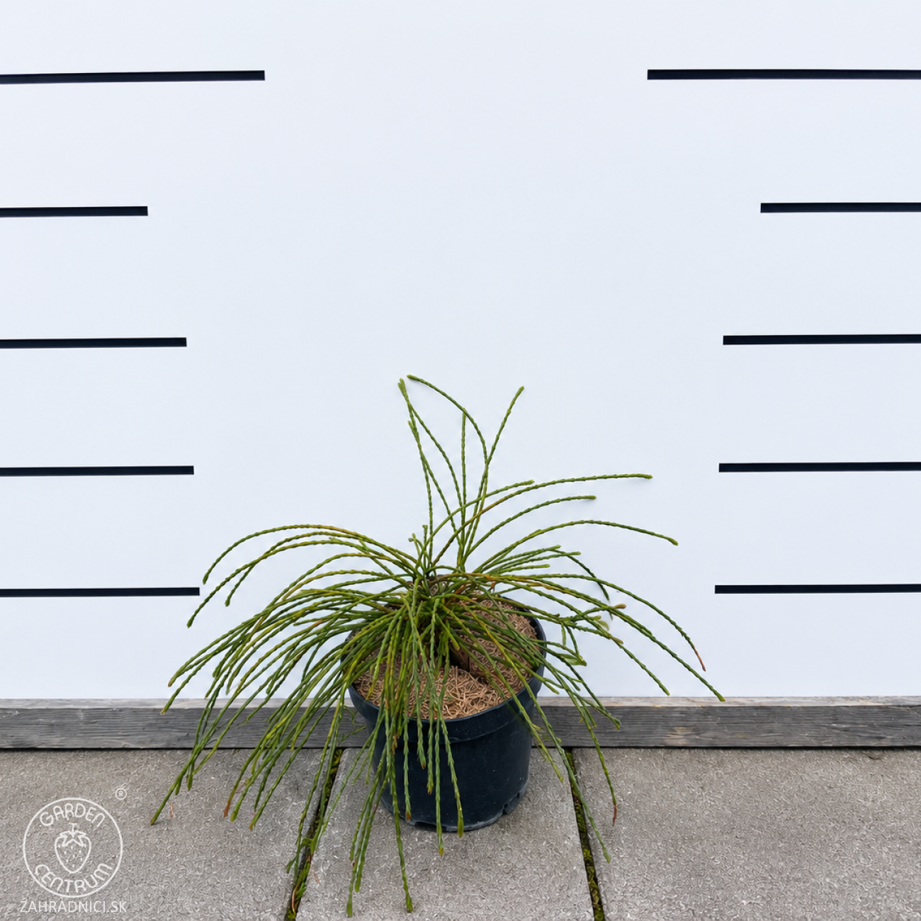 Obrázok Tuja riasnatá (Thuja plicata) ‘WHIPCORD’ - výška 15-20 cm, ∅ 20-30 cm, kont. C2L
