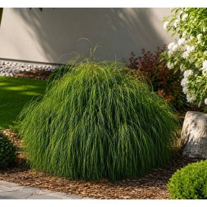Tuja riasnatá (Thuja plicata) ‘WHIPCORD’ - výška 15-20 cm, ∅ 20-30 cm, kont. C2L