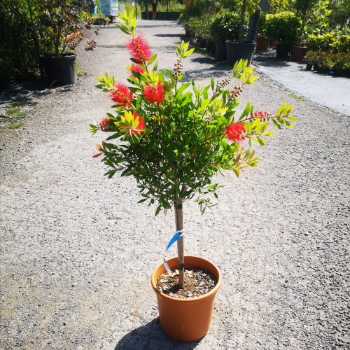 Tyčinkovec (Callistemon) ´LAEVIS´ - výška 50-100 cm, kont. C9L