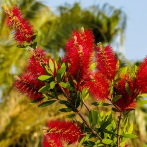 Tyčinkovec (Callistemon) ´LAEVIS´ výška: 60-90 cm, kont. C10L