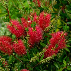 Tyčinkovec (Callistemon) ´LAEVIS´, výška 50-80 cm, kont. C5L 
