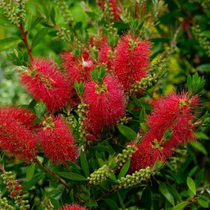 Tyčinkovec (Callistemon) ´LAEVIS´ výška: 50-80 cm, kont. C5L 