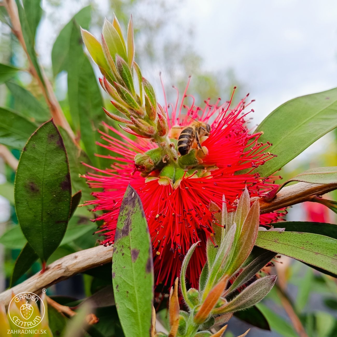 Obrázok Tyčinkovec kopijovitolistý (Callistemon citrinus) ´LEAVIS´ - výška 120-140 cm, kont. C7L - VIACKMENNÝ, PLETENÝ KMEŇ, červený