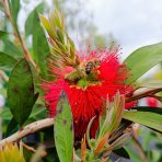 Tyčinkovec kopijovitolistý (Callistemon citrinus) ´LEAVIS´ - výška 120-140 cm, kont. C7L - VIACKMENNÝ, PLETENÝ KMEŇ, červený