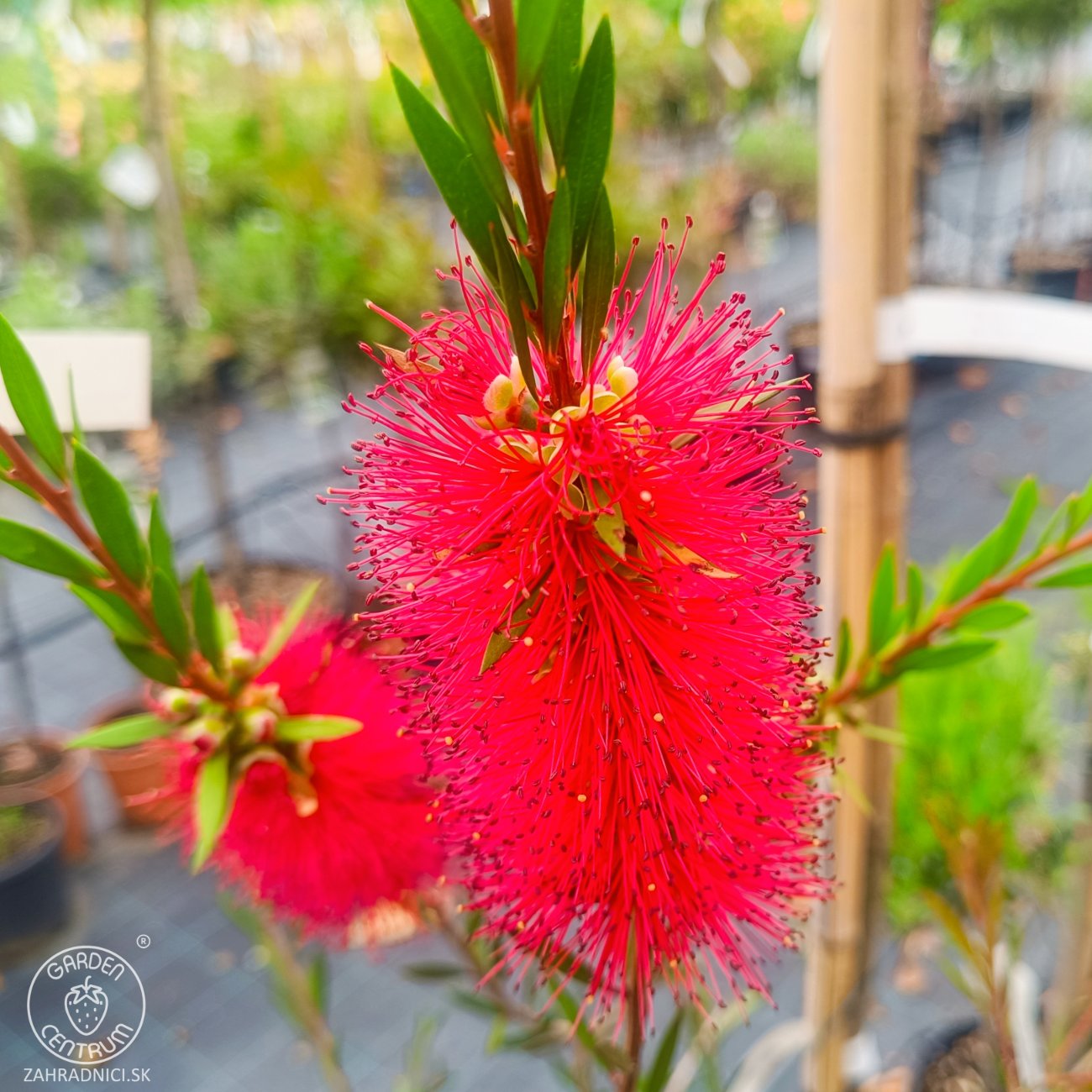 Obrázok Tyčinkovec kopijovitolistý (Callistemon citrinus) ´LEAVIS´ - výška 120-140 cm, kont. C7L - VIACKMENNÝ, PLETENÝ KMEŇ, červený