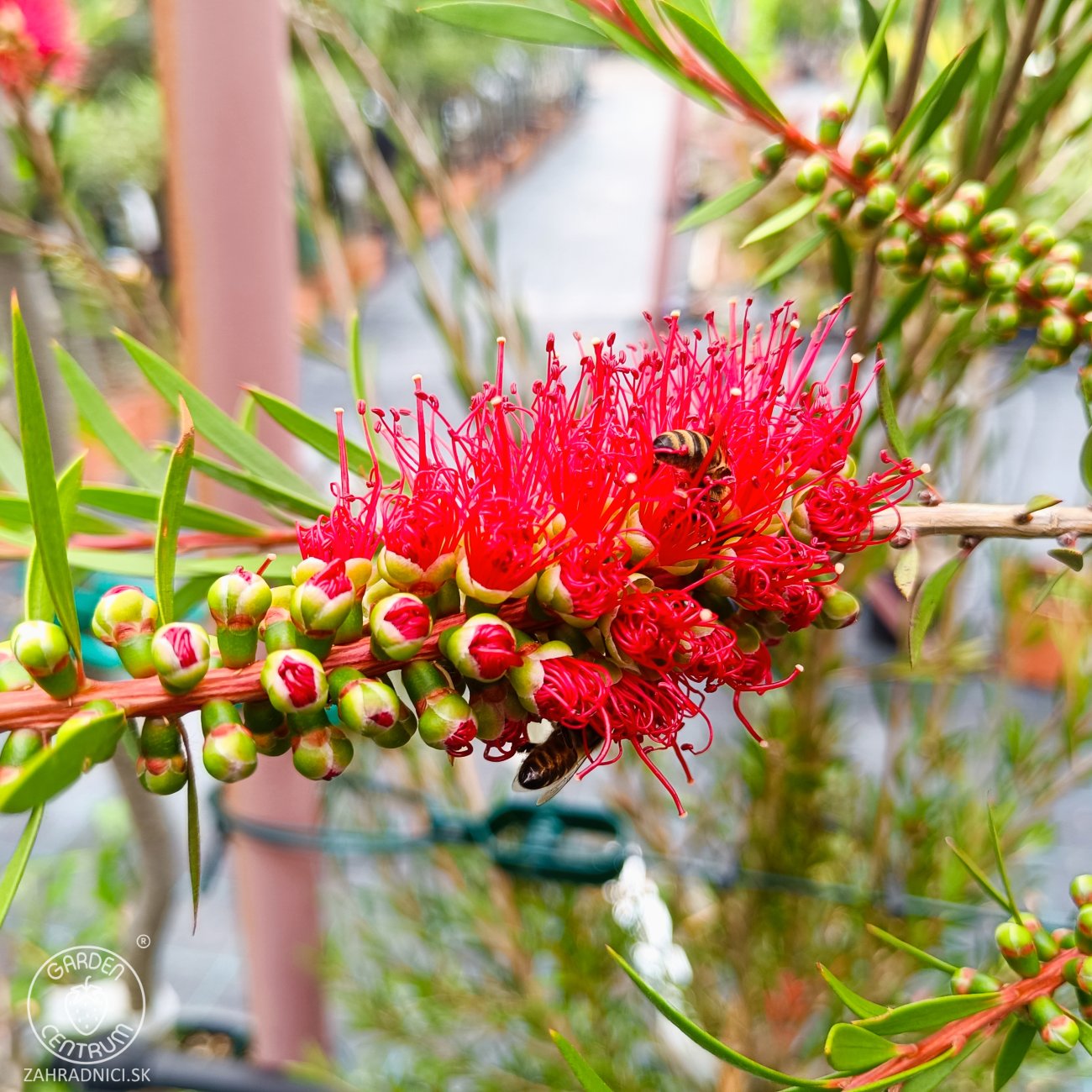Obrázok Tyčinkovec kopijovitolistý (Callistemon citrinus) ´LEAVIS´ - výška 120-140 cm, kont. C7L - VIACKMENNÝ, PLETENÝ KMEŇ, červený