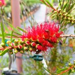 Tyčinkovec kopijovitolistý (Callistemon citrinus) ´LEAVIS´ - výška 120-140 cm, kont. C7L - VIACKMENNÝ, PLETENÝ KMEŇ, červený