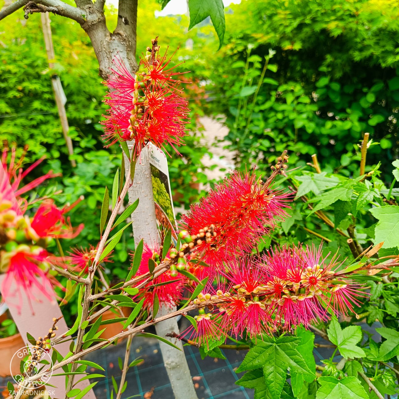 Obrázok Tyčinkovec kopijovitolistý (Callistemon citrinus) ´LEAVIS´ - výška 120-140 cm, kont. C7L - VIACKMENNÝ, PLETENÝ KMEŇ, červený