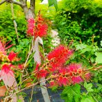 Tyčinkovec kopijovitolistý (Callistemon citrinus) ´LEAVIS´ - výška 120-140 cm, kont. C7L - VIACKMENNÝ, PLETENÝ KMEŇ, červený