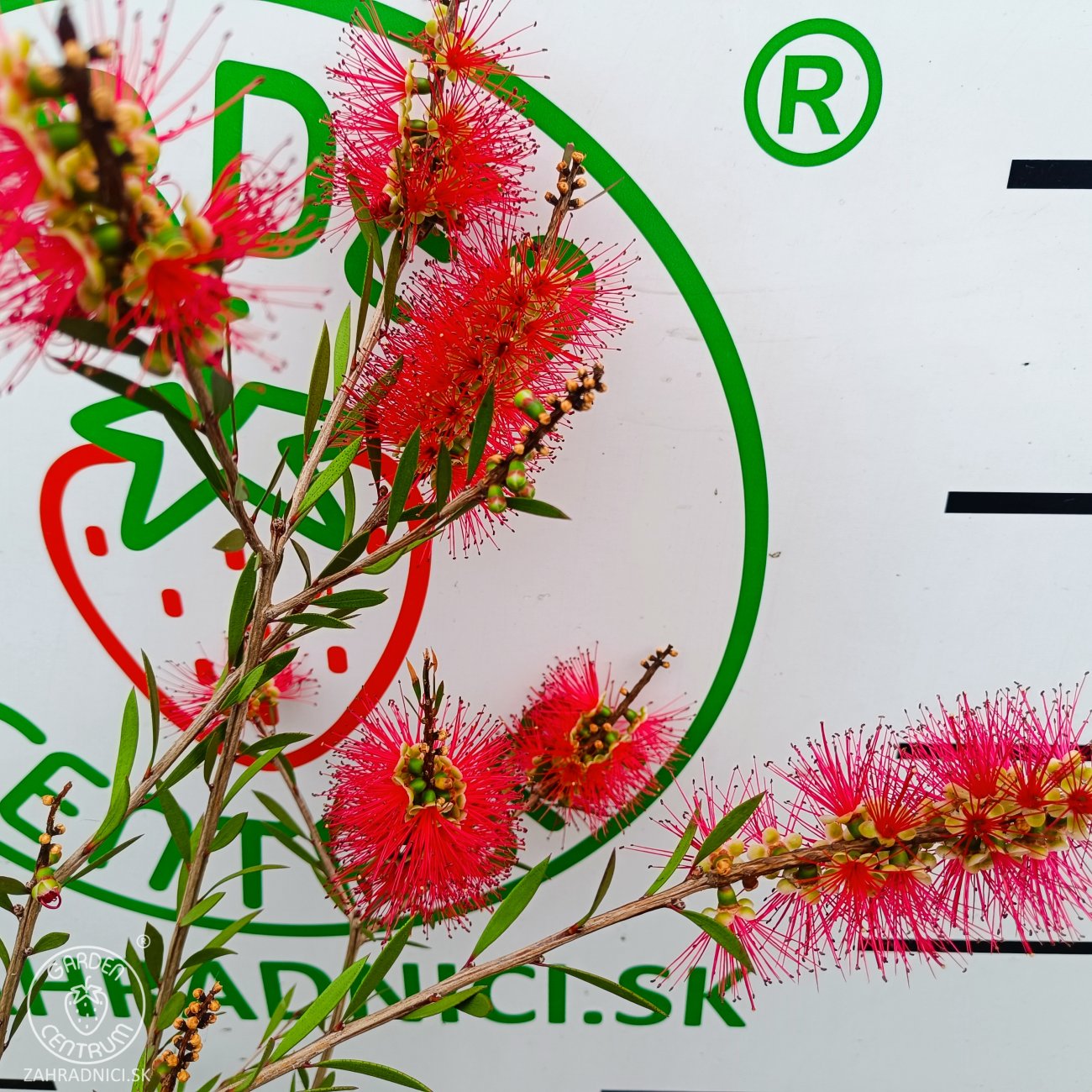 Obrázok Tyčinkovec kopijovitolistý (Callistemon citrinus) ´LEAVIS´ - výška 120-140 cm, kont. C7L - VIACKMENNÝ, PLETENÝ KMEŇ, červený