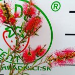 Tyčinkovec kopijovitolistý (Callistemon citrinus) ´LEAVIS´ - výška 120-140 cm, kont. C7L - VIACKMENNÝ, PLETENÝ KMEŇ, červený