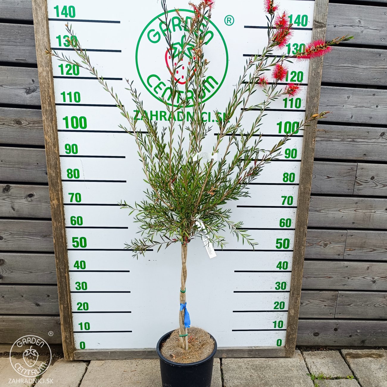 Obrázok Tyčinkovec kopijovitolistý (Callistemon citrinus) ´LEAVIS´ - výška 120-140 cm, kont. C7L - VIACKMENNÝ, PLETENÝ KMEŇ, červený