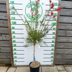 Tyčinkovec kopijovitolistý (Callistemon citrinus) ´LEAVIS´ - výška 120-140 cm, kont. C7L - VIACKMENNÝ, PLETENÝ KMEŇ, červený