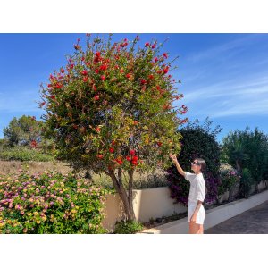 Tyčinkovec (Callistemon citrinus) ´SPLENDENS´ - výška 170-200 cm, kont. C7L - NA KMIENKU, červený